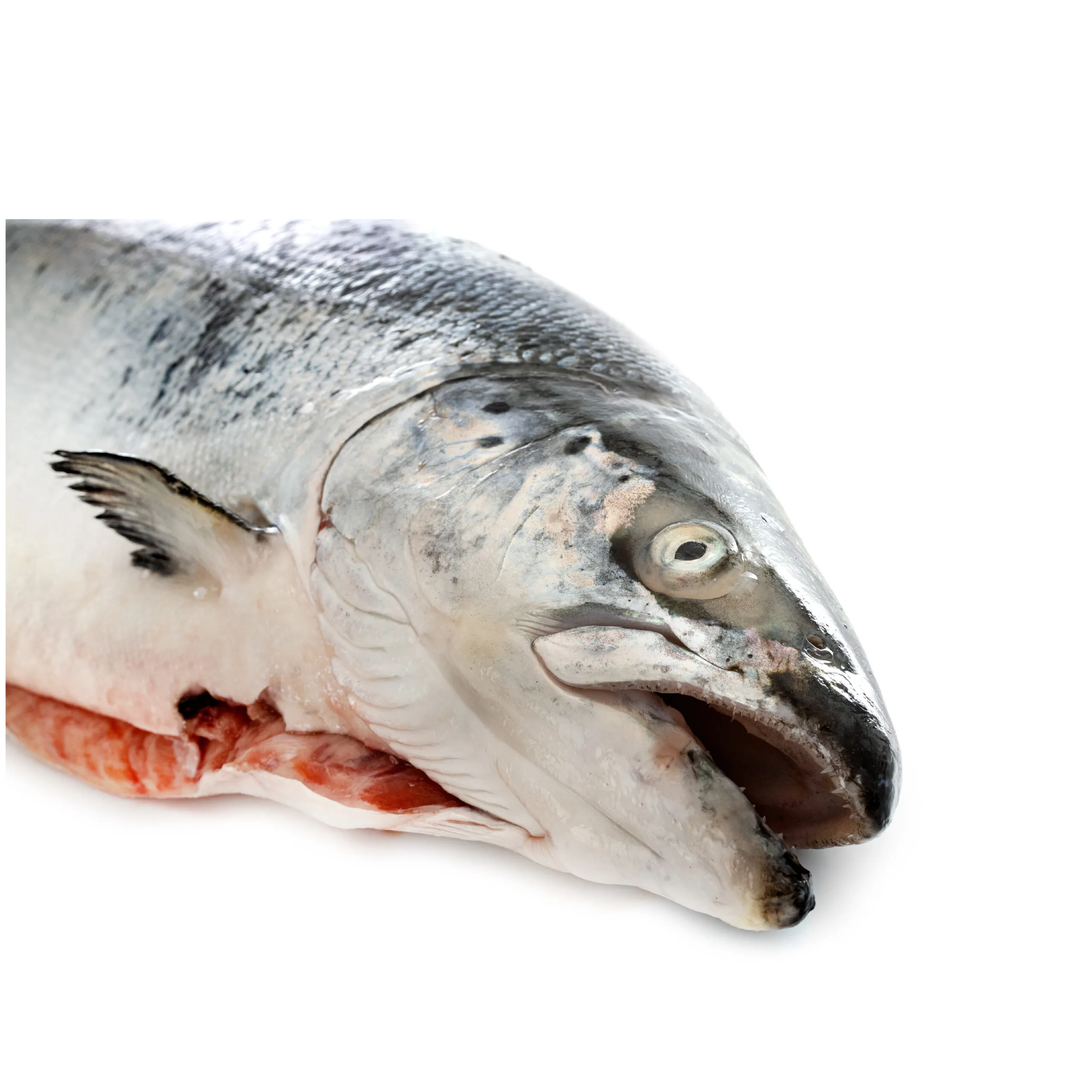 CABEZA DE SALMON